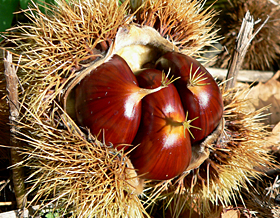 castagne